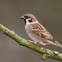 Tree Sparrow 1 
